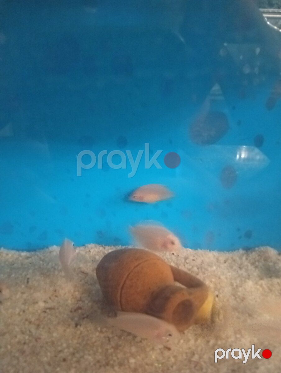 Albino balıqları — Akvariumlar və balıqlar, Bakı (3)