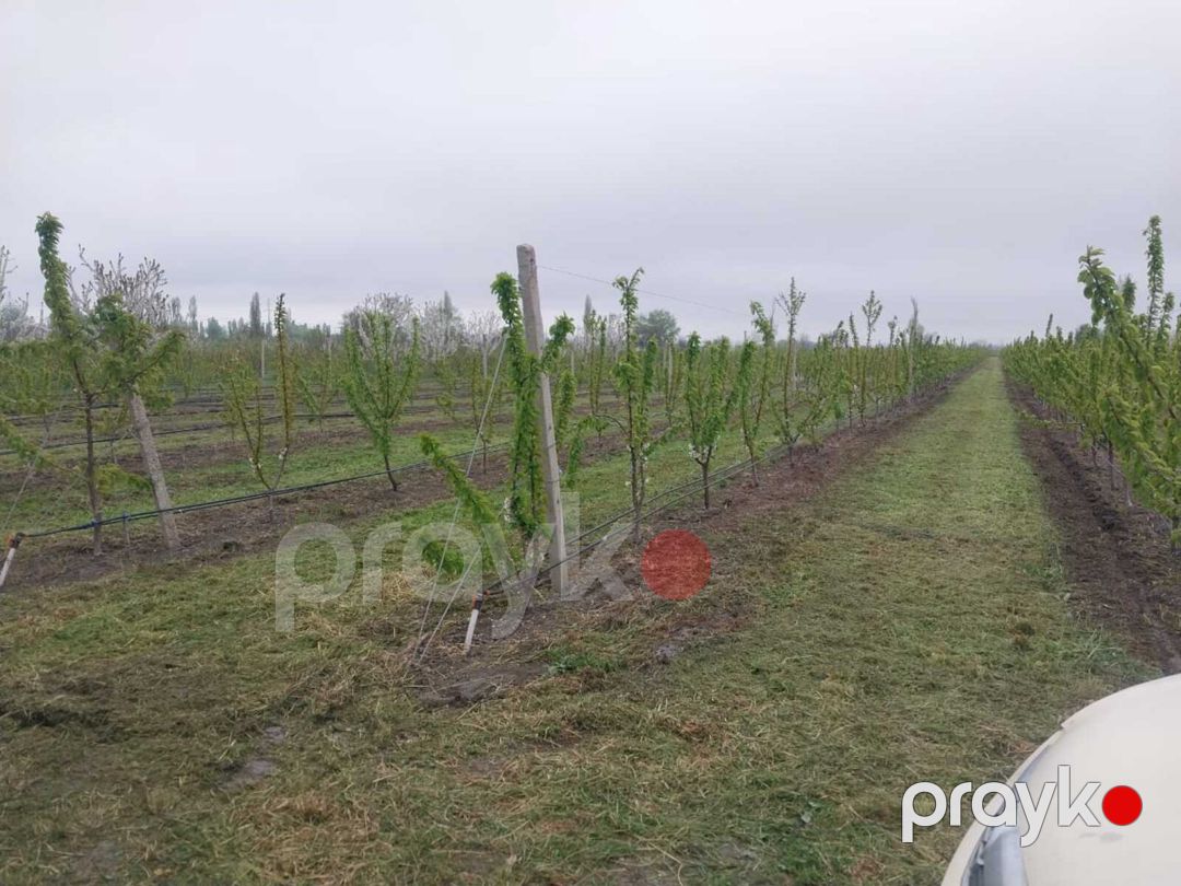 220 sot torpaq sahəsi, Xaçmaz r — Torpaq, Xaçmaz (4)