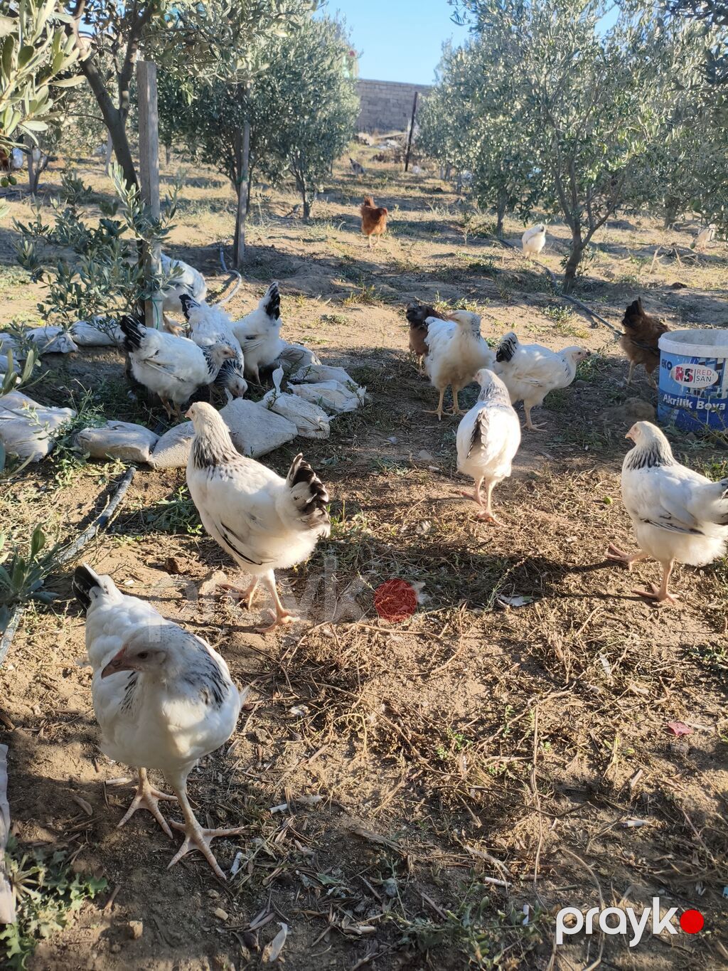 Məhsul: Təbii şəraitdə bəslənən ev toyuqları (qarışıq rəngli sürü) — Toyuq və xoruz, Digah (3)