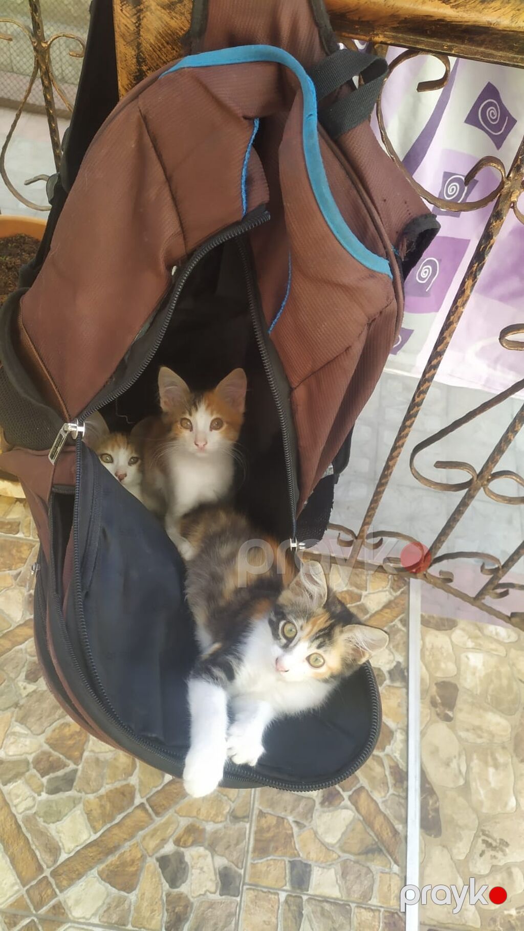 Dişi, Ünvandan götürmə — Pişiklər, Bakı (9)