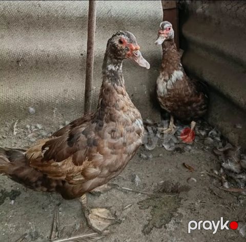 Dişi, Lal ördək, Damazlıq, Ödənişli çatdırılma — Bakı