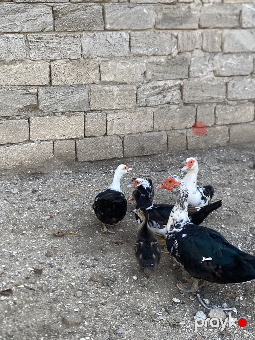 Tam saglam heyvanlardı 1 erkek 3 disi 2 denede balası var real alıcıya — Digərləri, Digah (3)