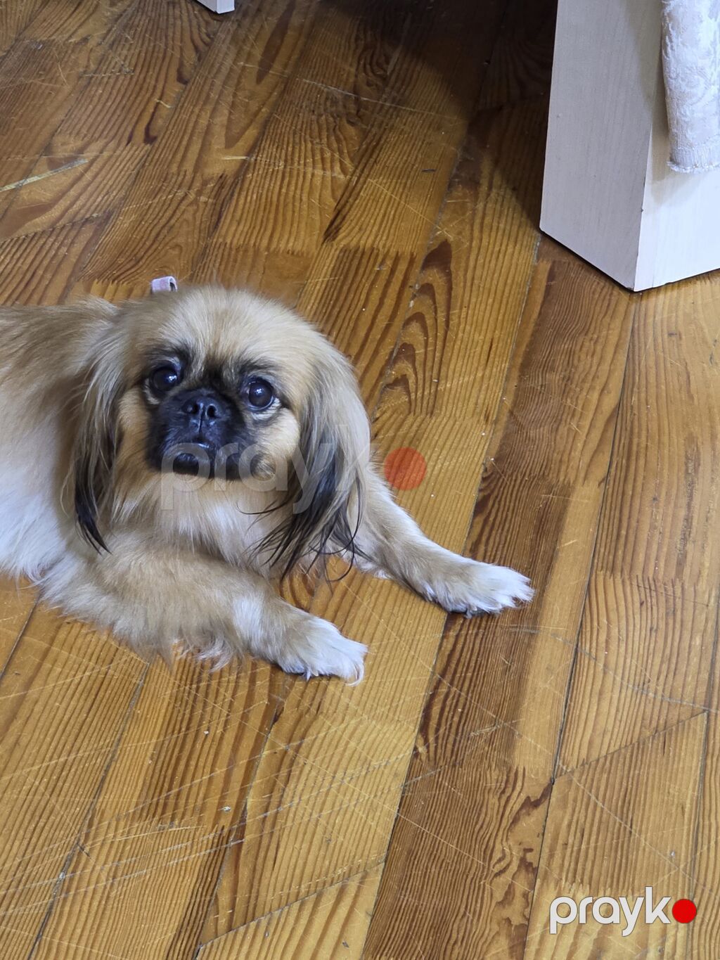 Pekines, 2 ay — Köpəklər, Bakı (3)
