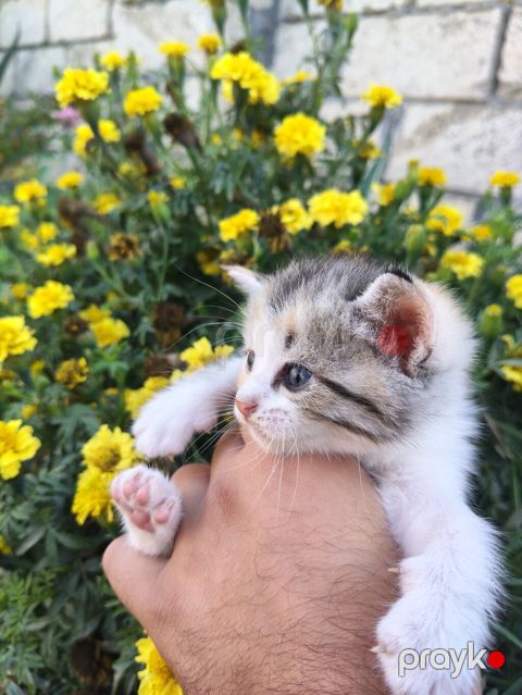 Şinşilla, Yaxşı əllərə, Ödənişli çatdırılma — Mingəçevir