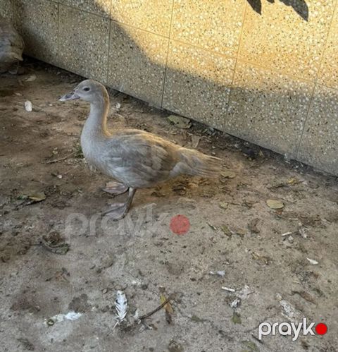 Dişi, Macar, Damazlıq, Ünvandan götürmə — Novxanı