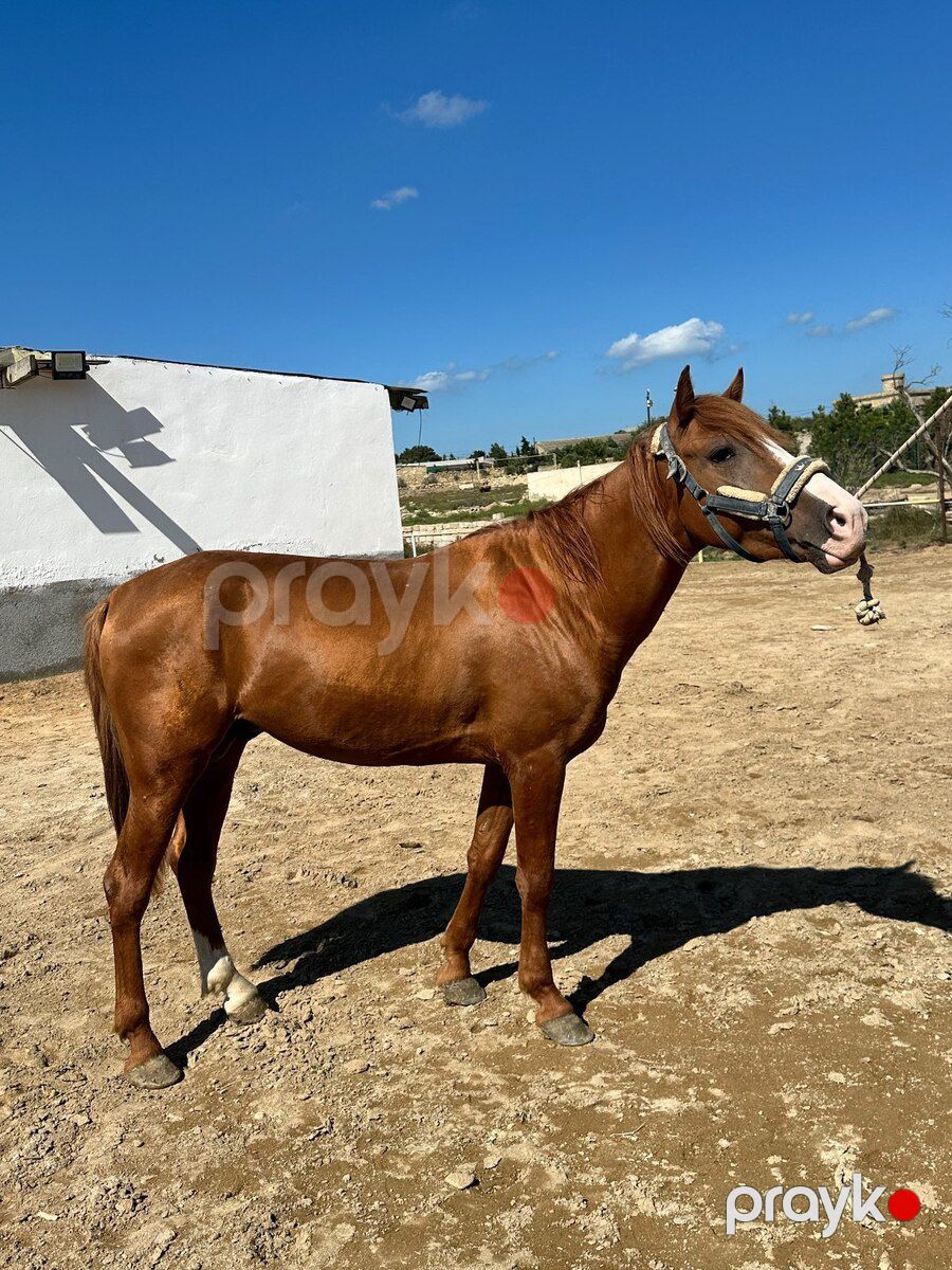 Qarabağ atı — Atlar, Bakı (2)