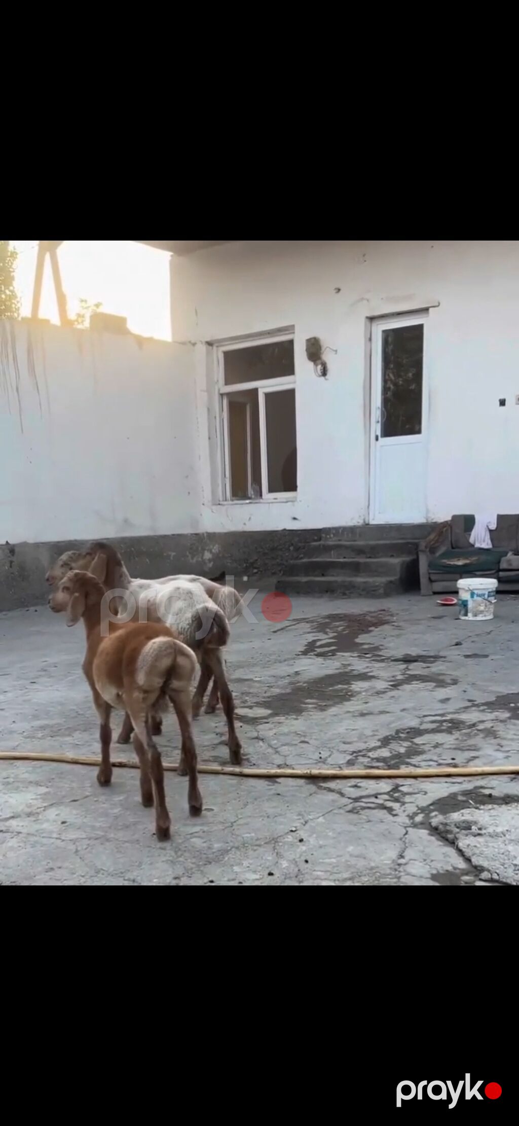 Qoyun – 3 baş, quyruqlu (yağlı quyruq) cins - Say: 3 baş gənc qoyun — Kənd təsərrüfatı heyvanları, Zaqatala (10)