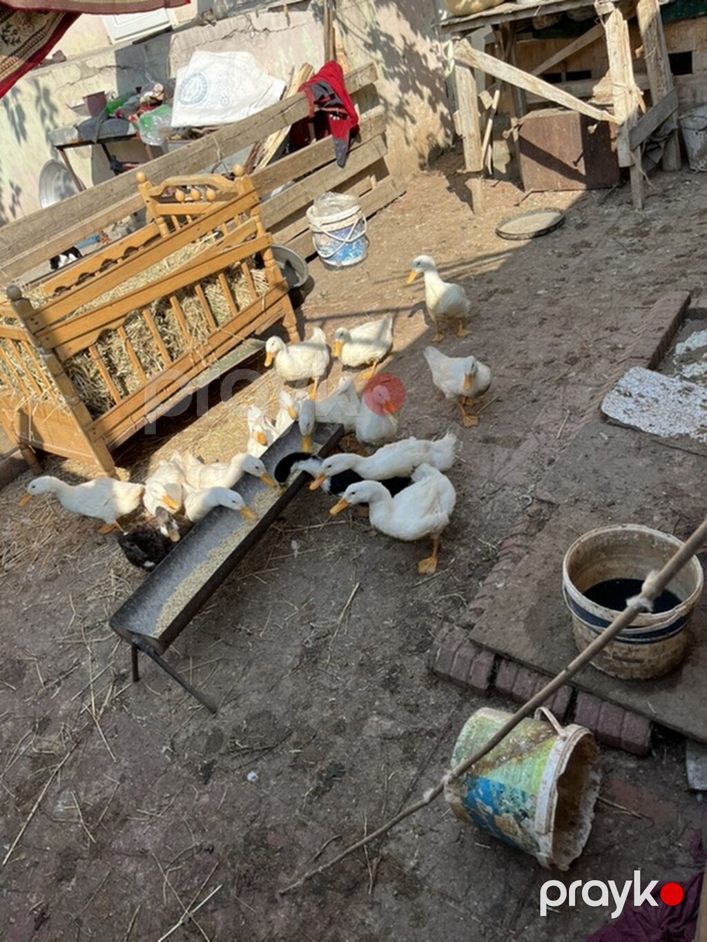 Sağlam sap sarı yağdılar ən ucuz mən qoymuşam yerim yoxdu xoruzlu — Digərləri, Masazır (3)