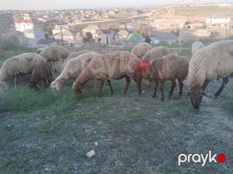 Salam tam saglam heyvanlar satilir 23 qoyun 6 quzu 1 qoc obsiy 30 — Fatmayı