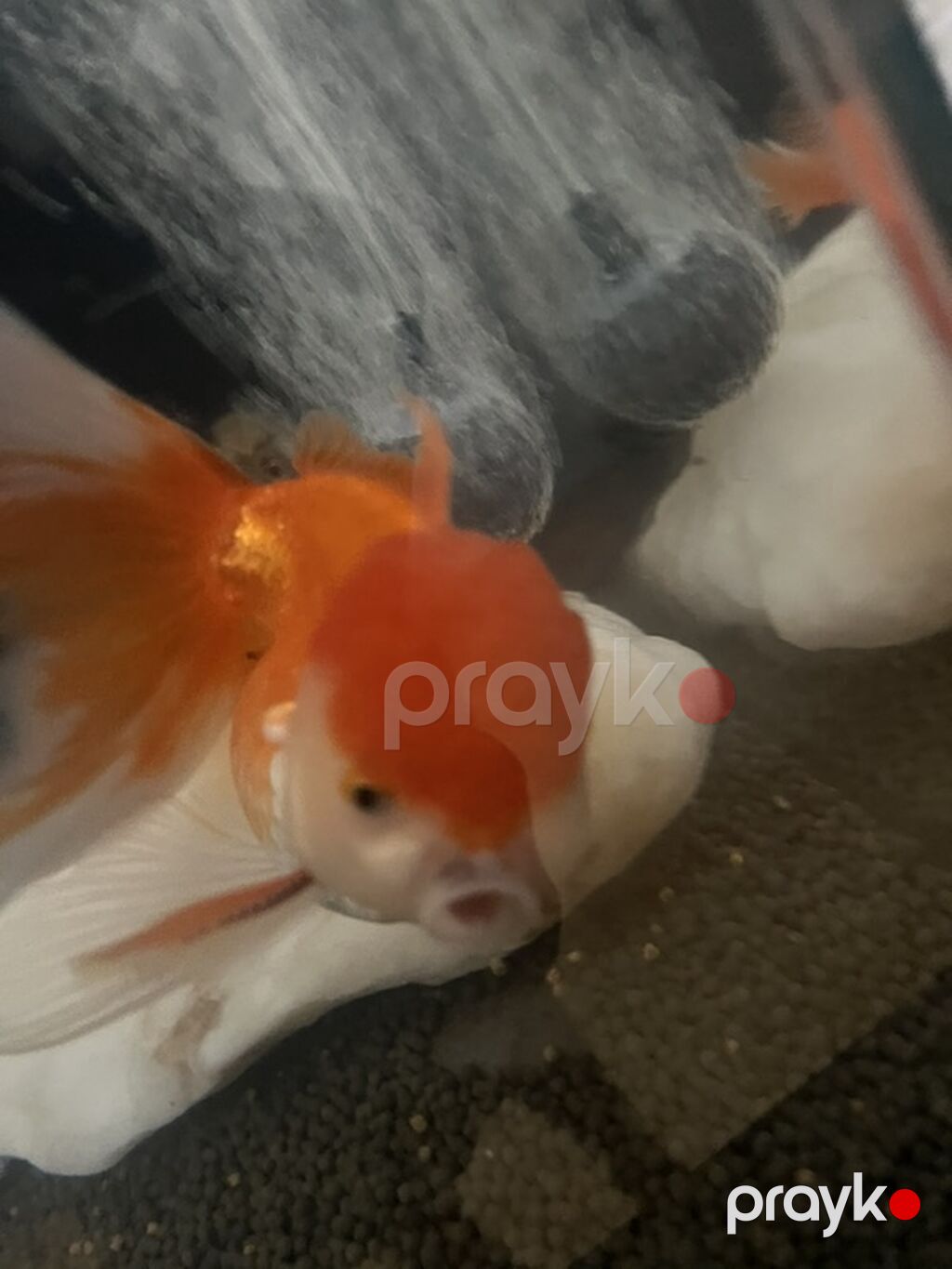 Oranda, Sülhsevər — Akvariumlar və balıqlar, Bakı (3)