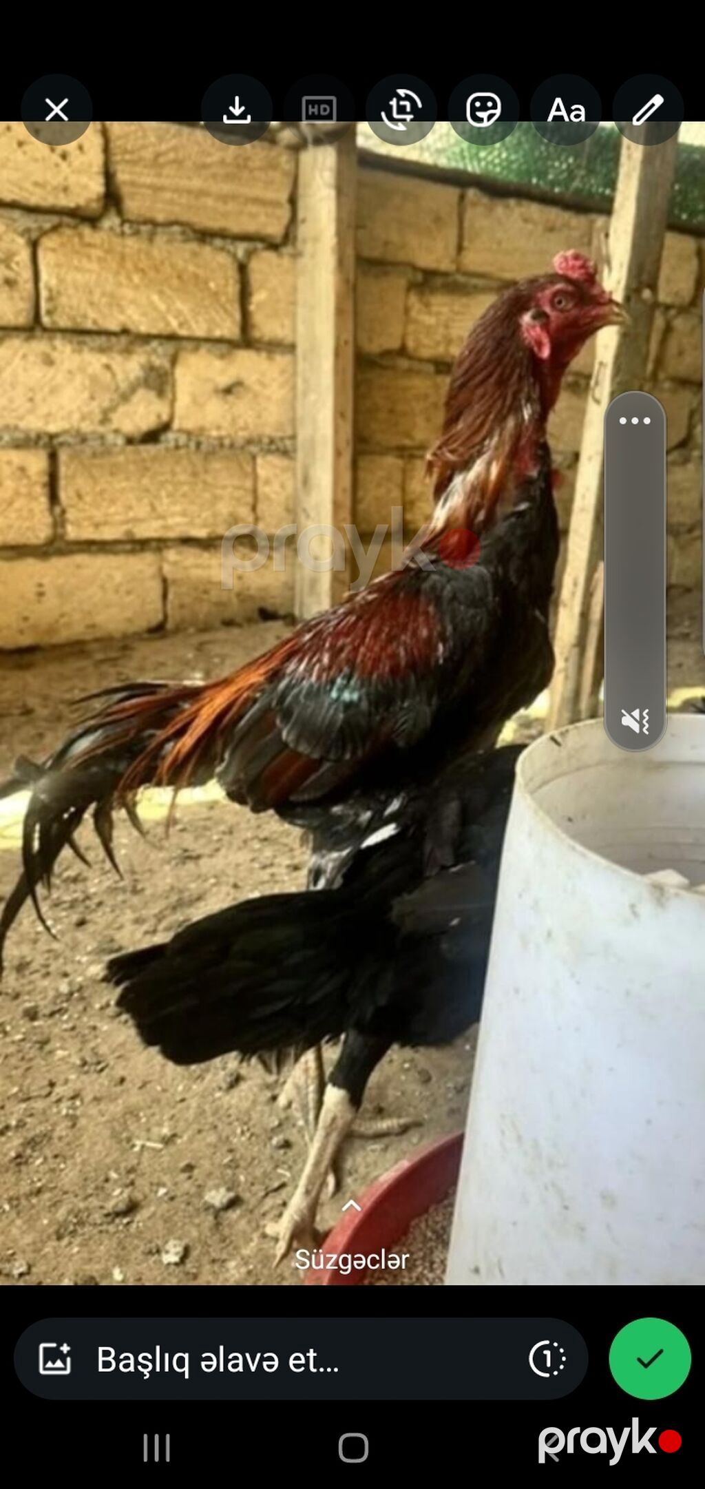 Toyuq, Adler, Damazlıq, Ünvandan götürmə, Ödənişli çatdırılma — Toyuq və xoruz, Mehdiabad (5)