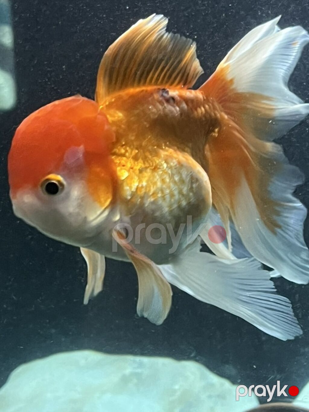 Oranda, Sülhsevər — Akvariumlar və balıqlar, Bakı (2)
