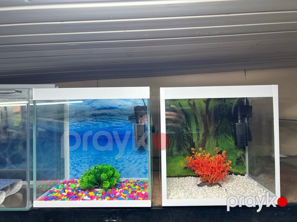 Akvarium — Akvariumlar və balıqlar, Bakı (6)