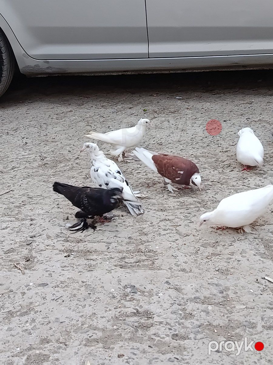 Lələyli göyərçinlər — Quşlar, Bakı (4)