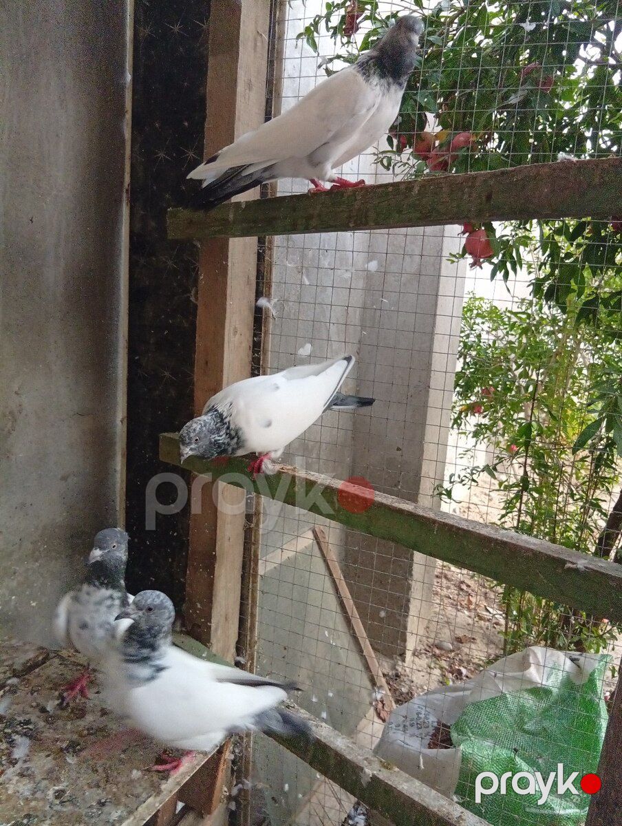 Göyərçinlər — Quşlar, Bakı (6)
