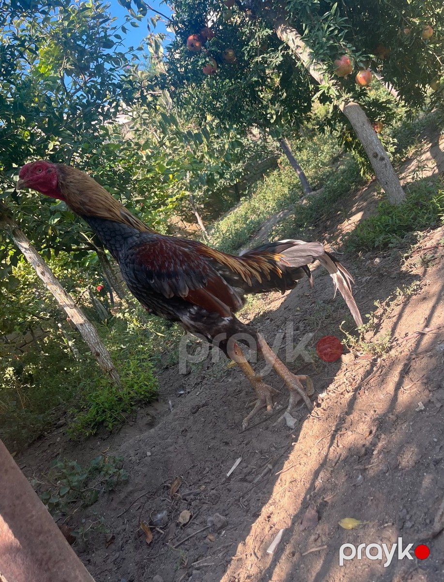 Heyratı — Quşlar, Bakı (2)
