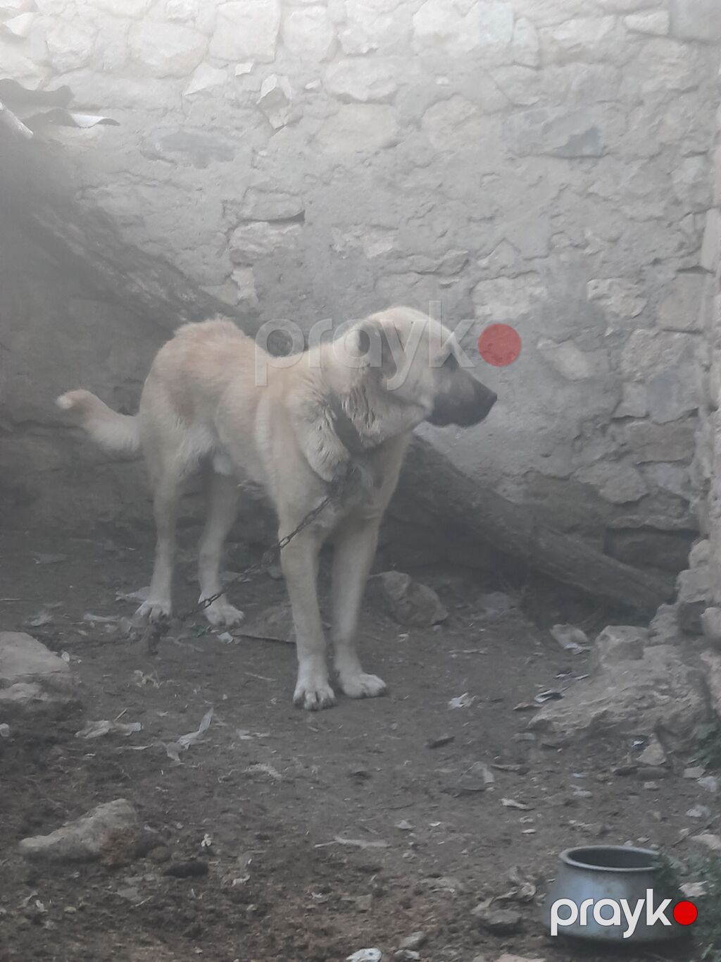 Kanqal, 1 il, Erkək, Peyvəndli, Ünvandan götürmə — Köpəklər, Bakı (3)