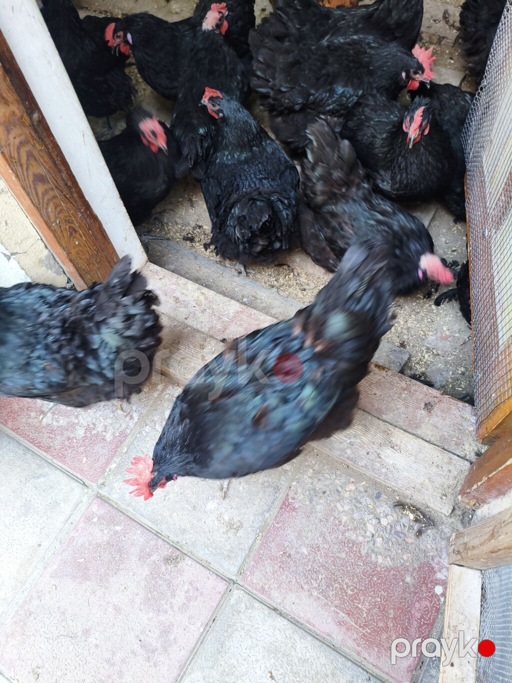 Toyuq, Australorp, Yumurtalıq — Toyuq və xoruz, Bakı (3)