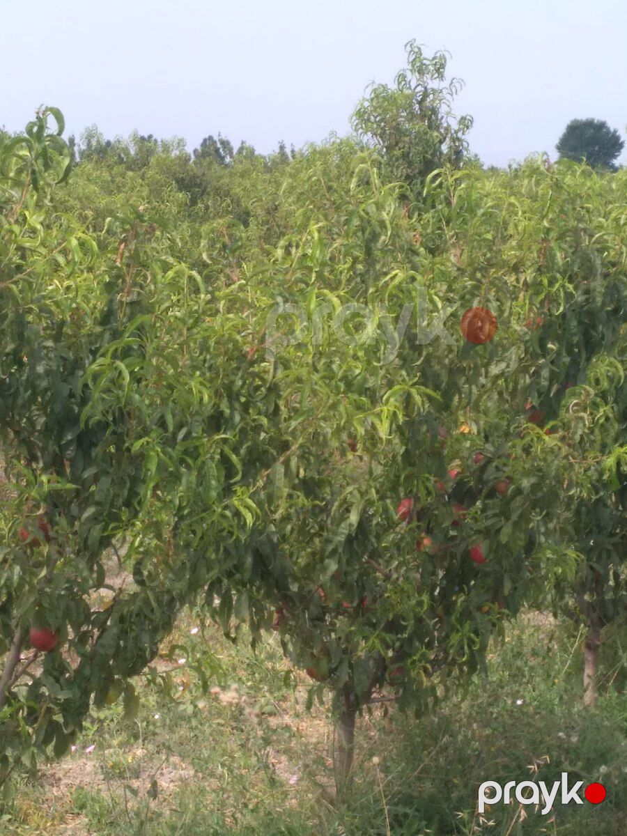 3000 sot torpaq sahəsi, Xaçmaz r — Torpaq, Xaçmaz (3)