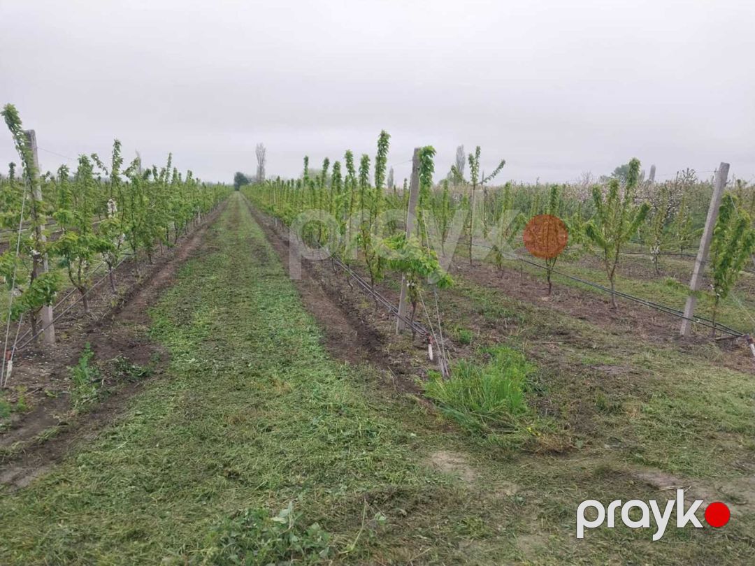 220 sot torpaq sahəsi, Xaçmaz r — Torpaq, Xaçmaz (3)