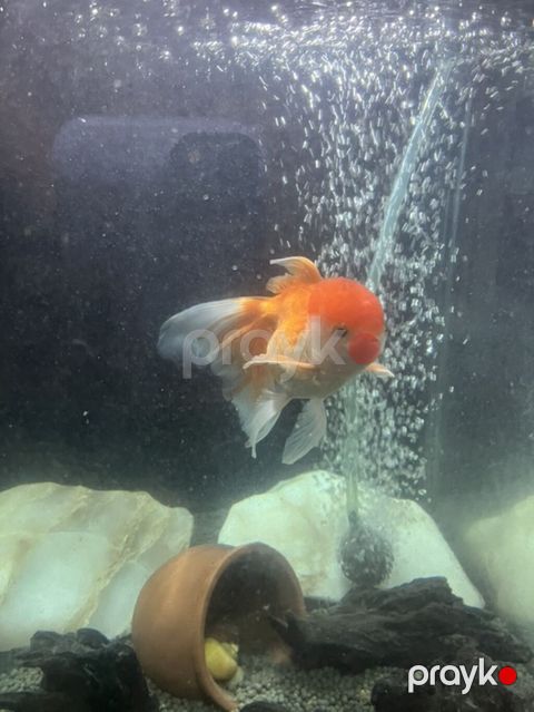 Oranda, Sülhsevər — Bakı