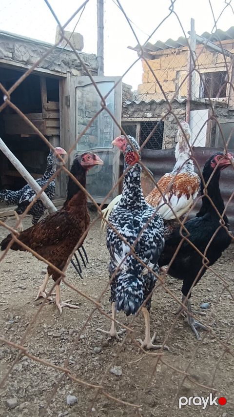 Heyratılar — Sumqayıt