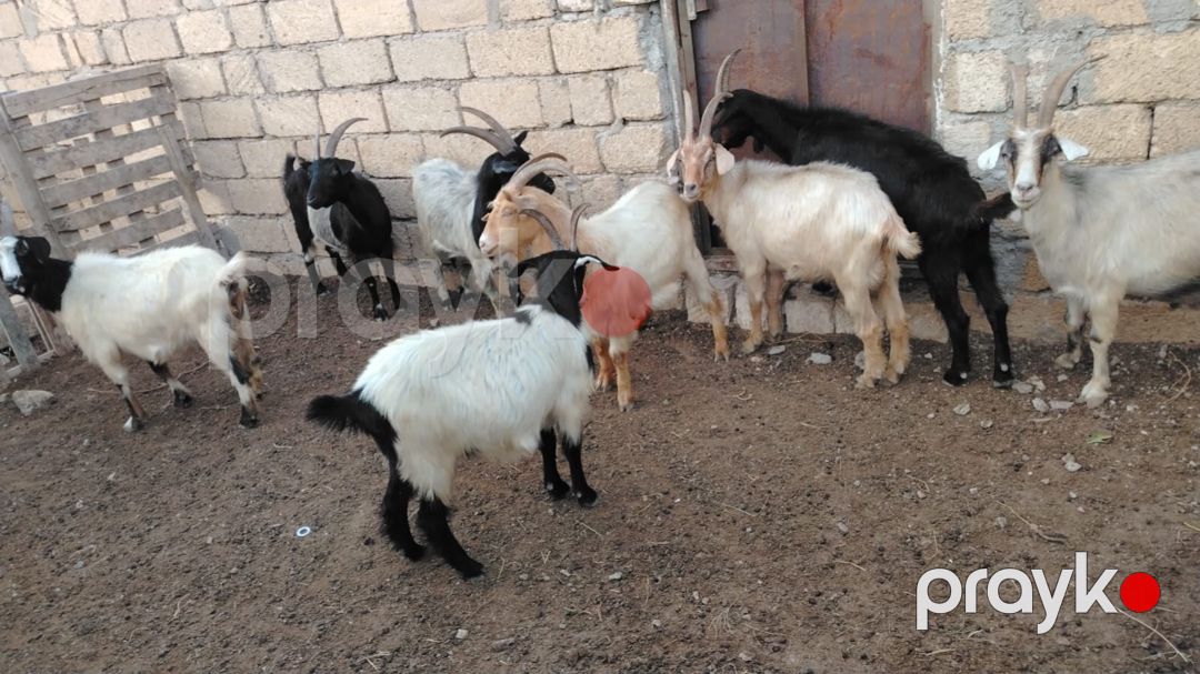 Keçilər — Kənd təsərrüfatı heyvanları, Sumqayıt (3)
