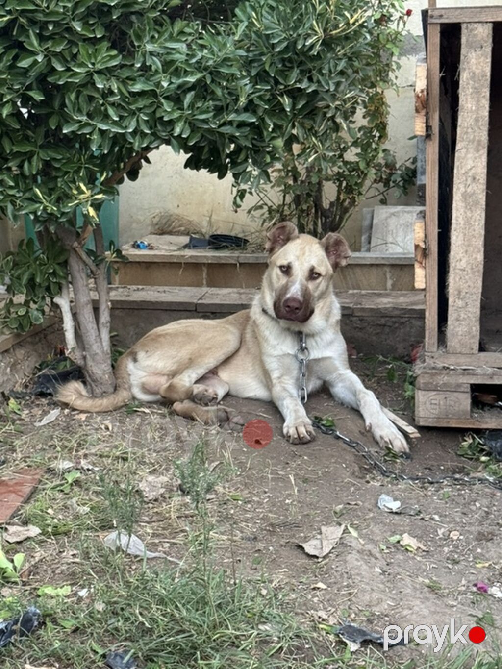 7 ay, Erkək, Peyvəndli — Köpəklər, Digah (2)