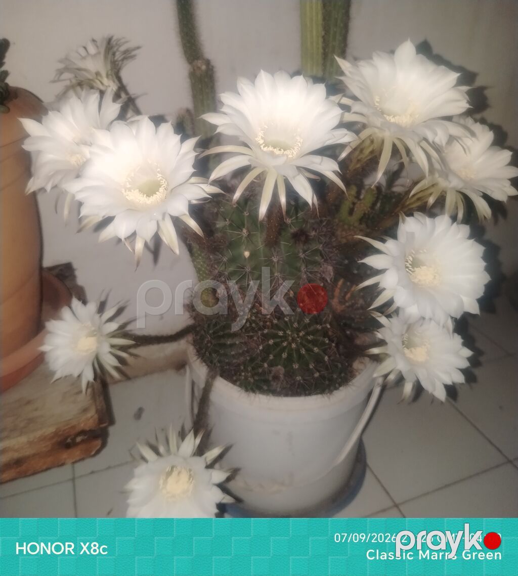 İki fərqli kaktus biryerdə satılır. Ağ çiçəkli kaktus (Echinopsis) — Qapı bitkələri, Digah (2)
