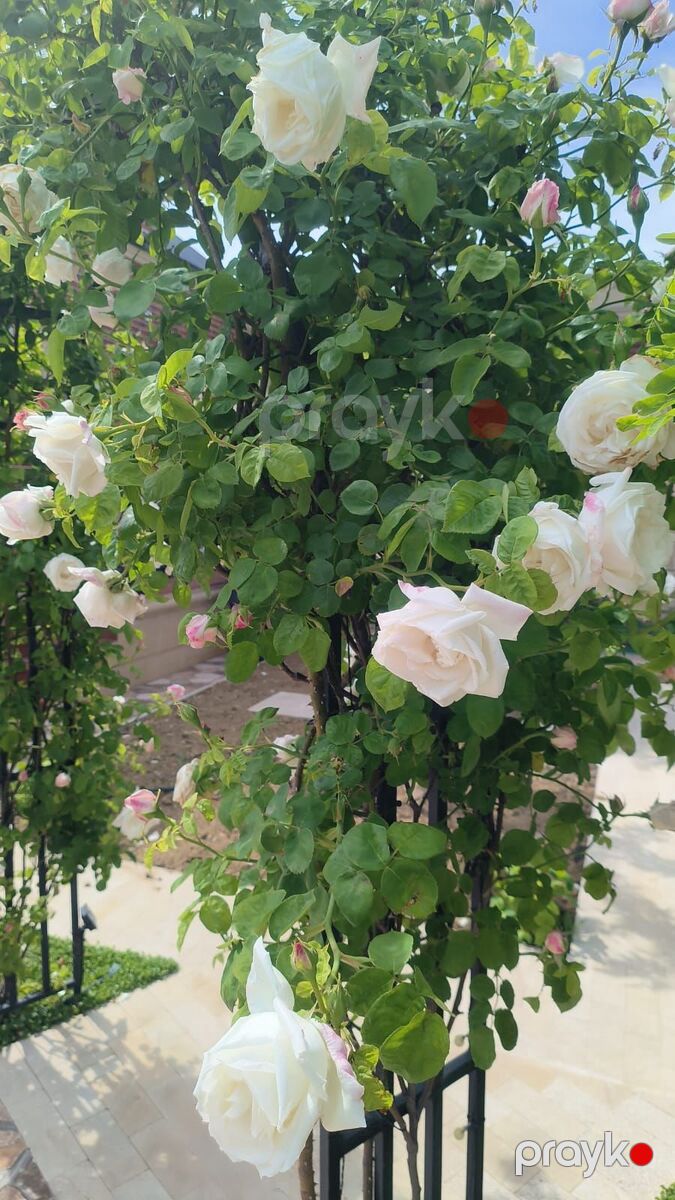 Satılır 8 otaqlı həyət evi/bağ evi 680 m² — Ev, villa, Bakı (5)