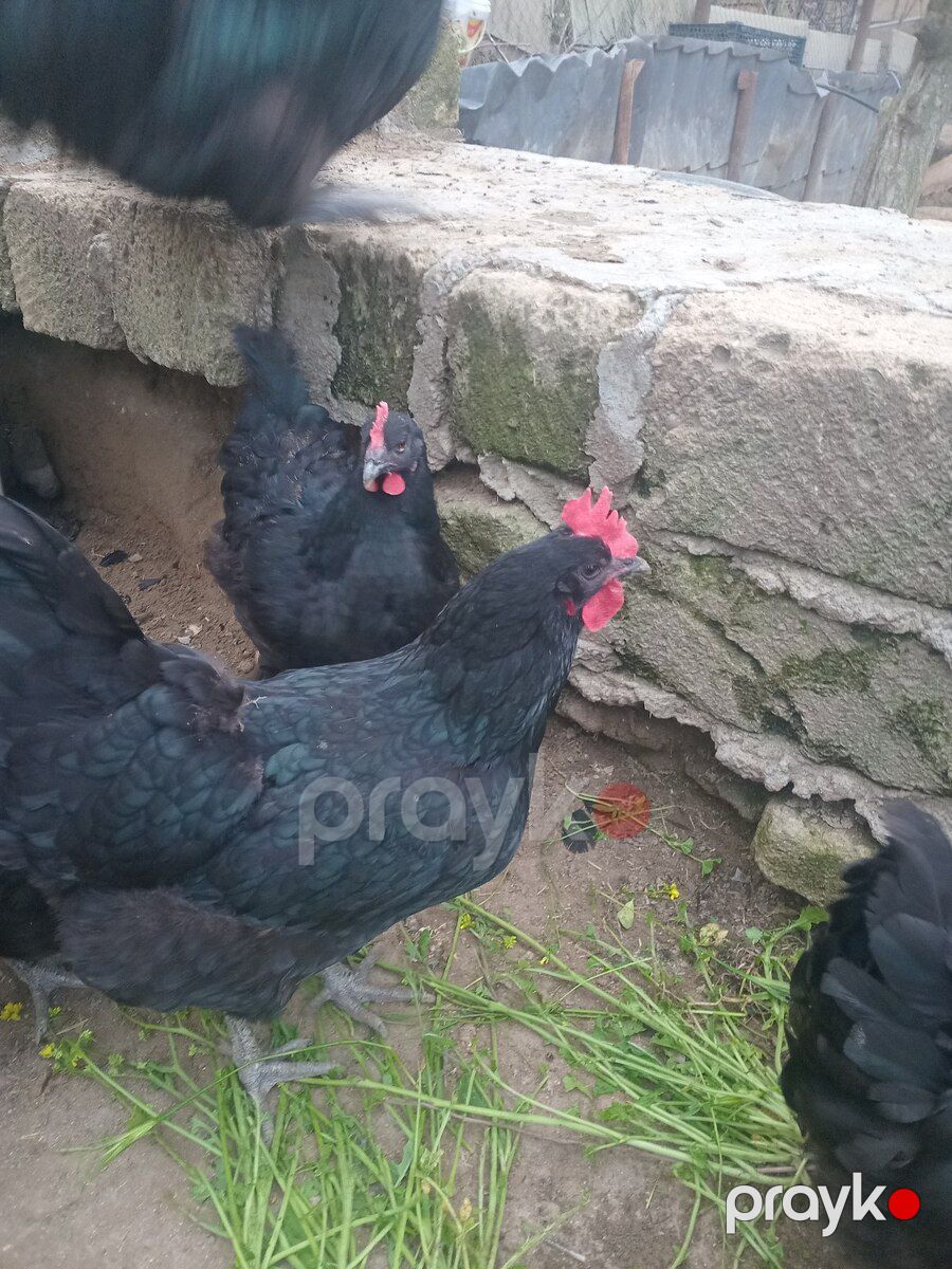 Mayalı avstralorp toyuğu yumurtası — Quşlar, Bakı (5)