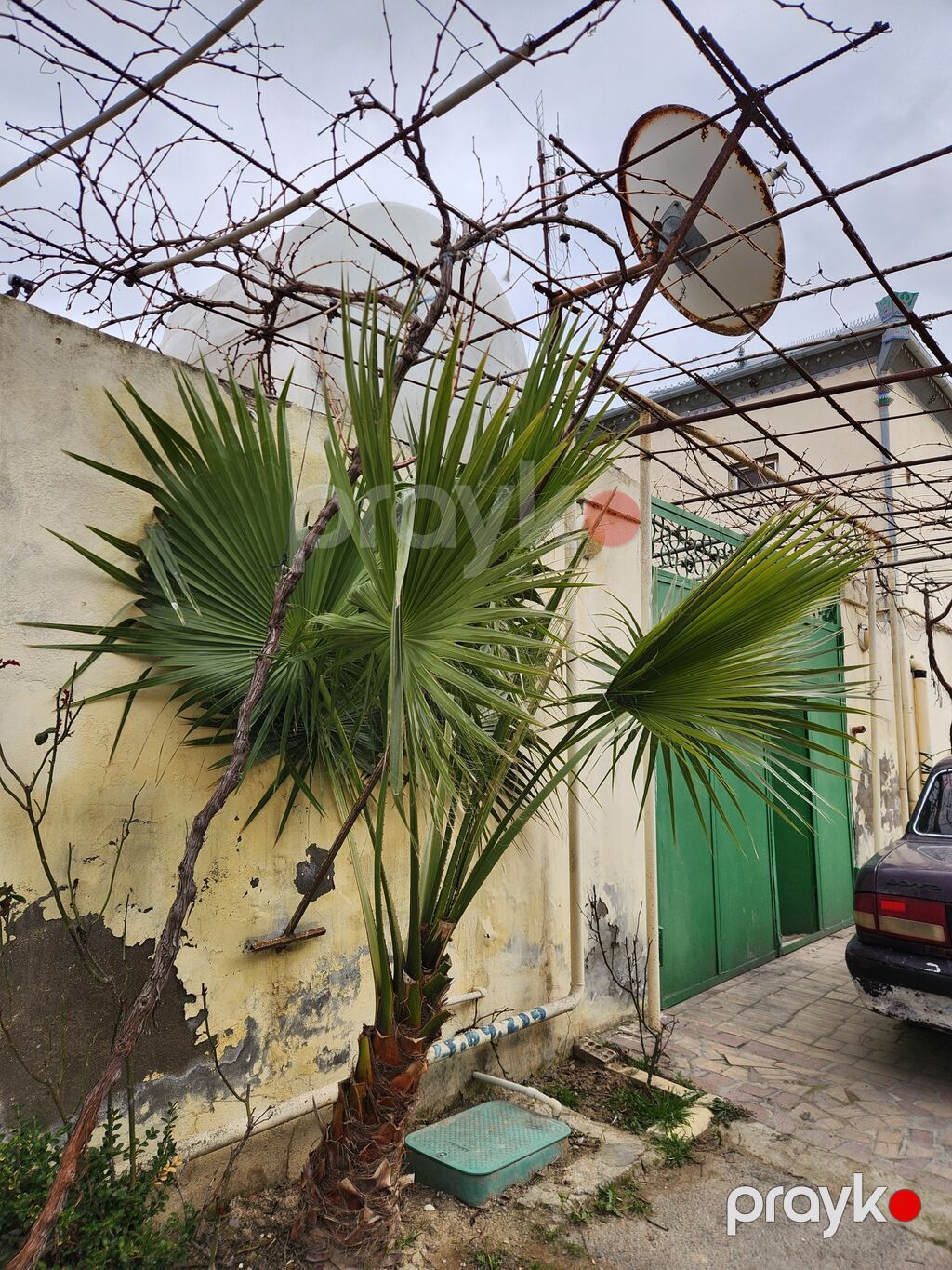 3 ədədi-600azn Məhsul: Dekorativ xurmalı palma (fan formalı — Ağaclar və fidan, Digah (4)