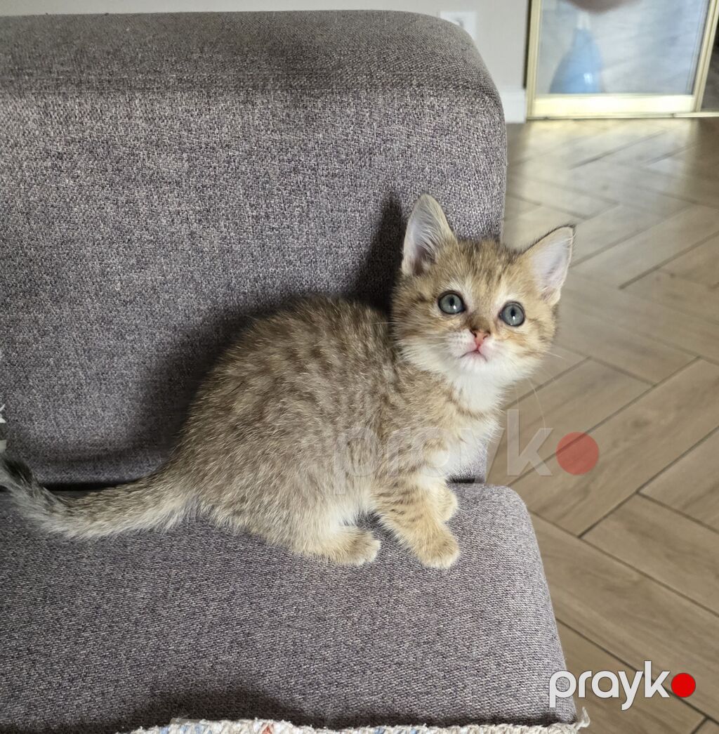 Dişi, Yaxşı əllərə — Pişiklər, Bakı (3)