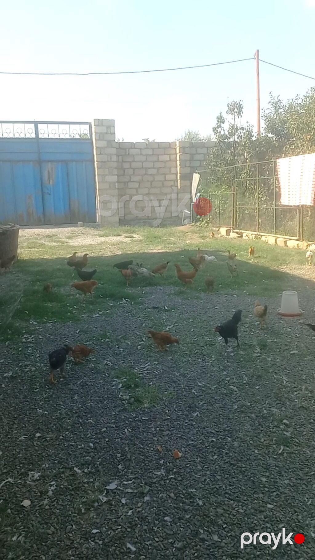 Yerli kənd toyuqları – müxtəlif rəng və cinslər - Açıq həyətdə sərbəst — Toyuq və xoruz, Samux (2)