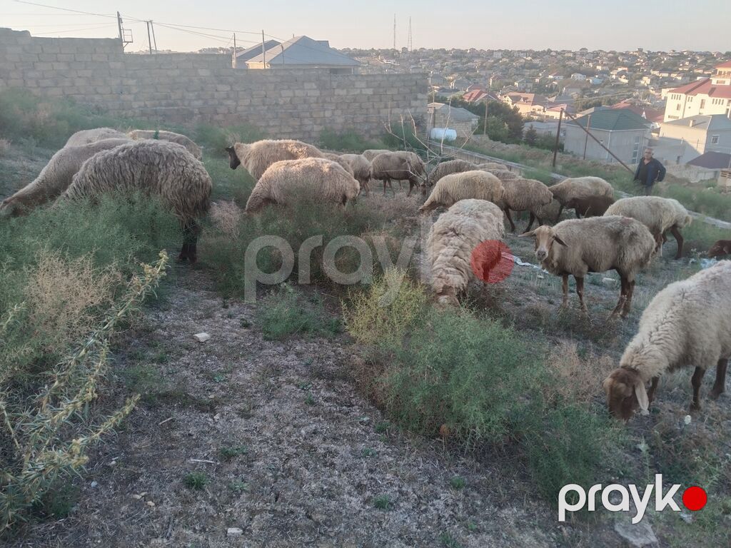 Salam tam saglam heyvanlar satilir 23 qoyun 6 quzu 1 qoc obsiy 30 — Kənd təsərrüfatı heyvanları, Fatmayı (6)