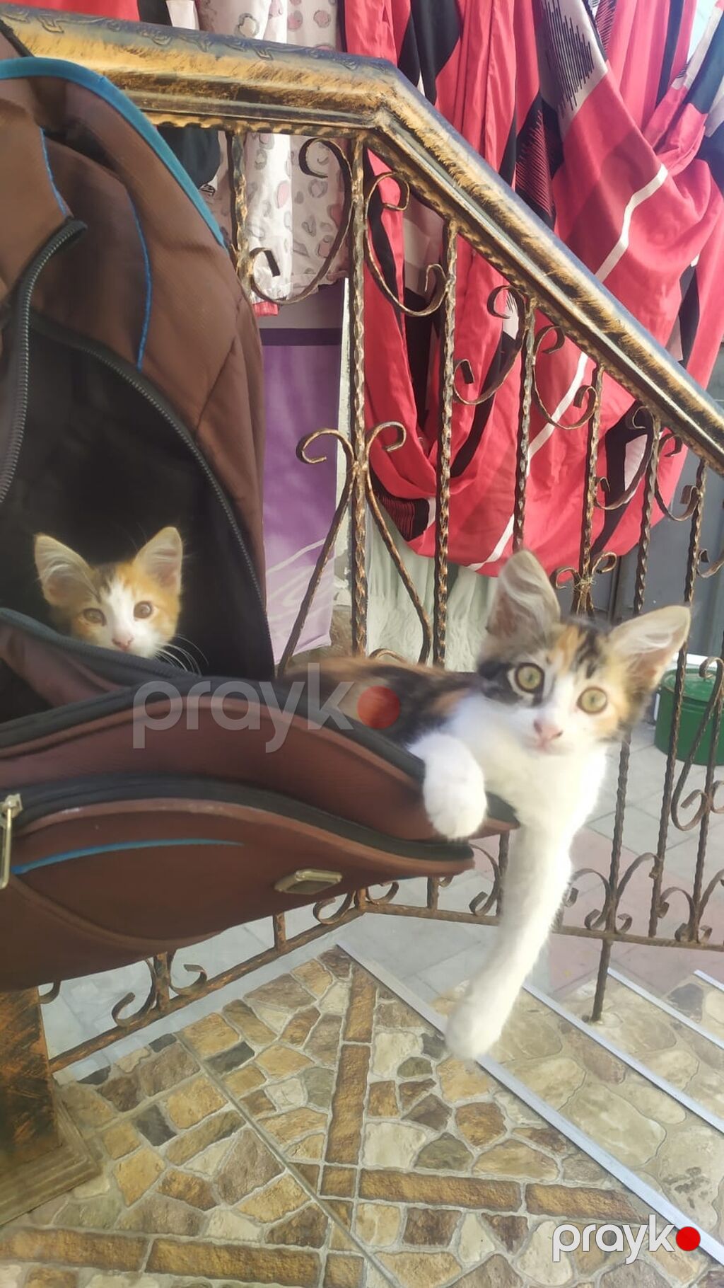 Dişi, Ünvandan götürmə — Pişiklər, Bakı (10)