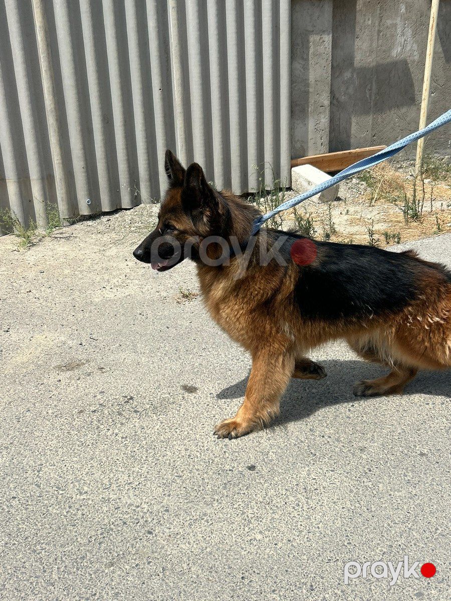 Alman ovçarkası — Köpəklər, Bakı (2)