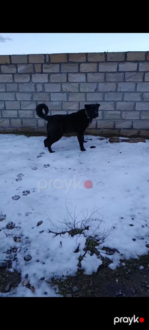Srıf qan Ağır çəkili Albay satılır son qiymət 400 ünvan Agcdbdi Rayonu — Ağcabədi