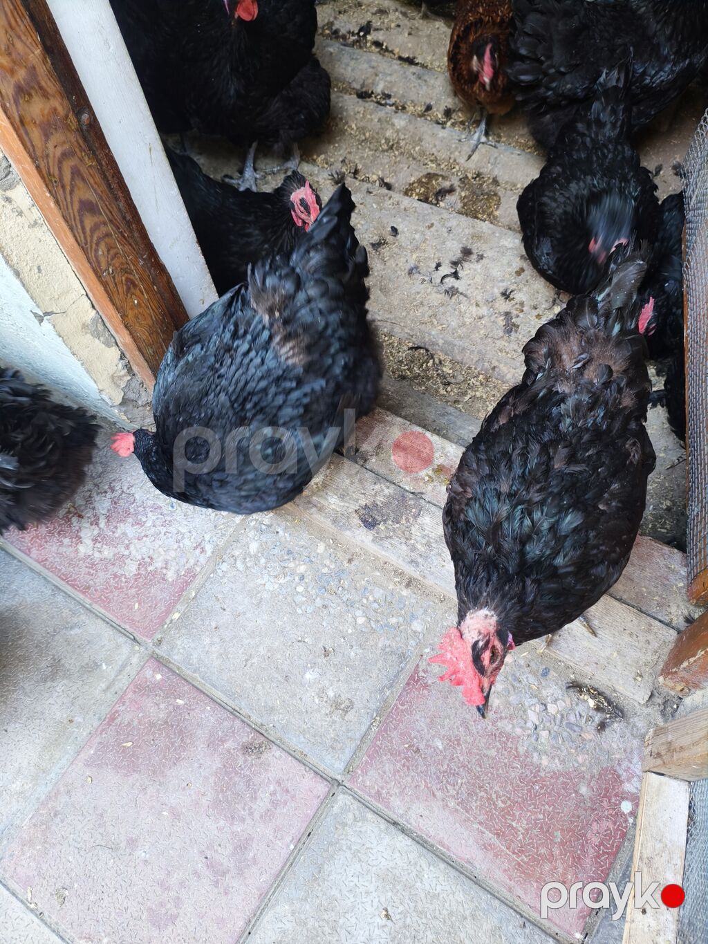 Toyuq, Australorp, Yumurtalıq — Toyuq və xoruz, Bakı (2)