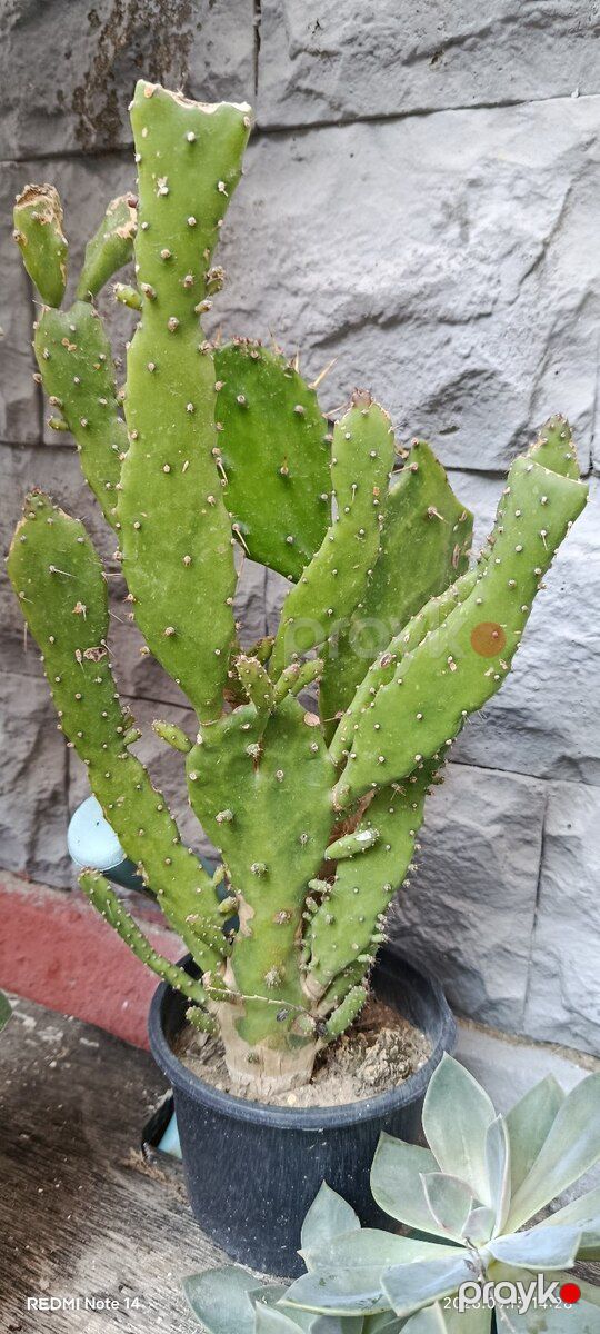 Opuntia bitkisi — Bitkilər, Bakı (2)