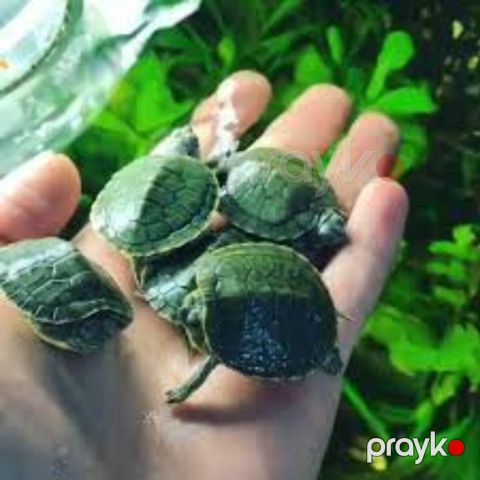 Su tısbağası — Bakı