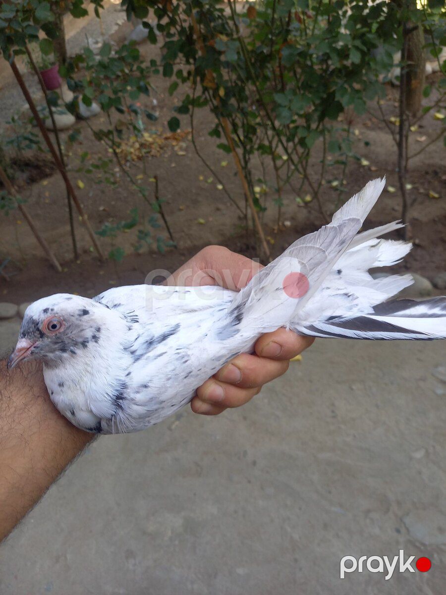 Göyərçinlər — Quşlar, Gəncə (3)