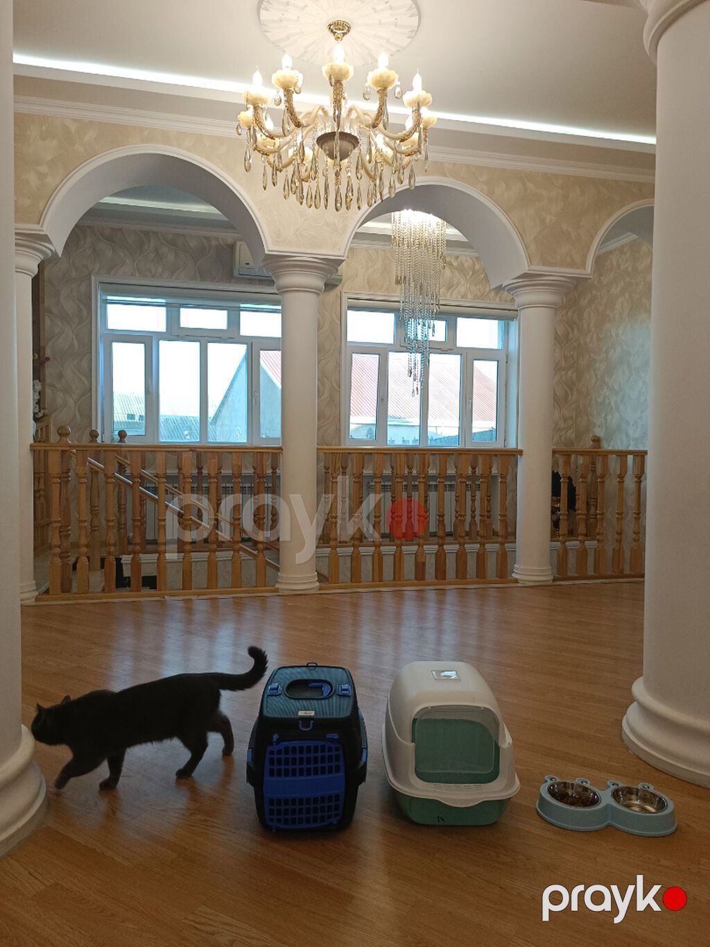 Britan, Erkək, Yaxşı əllərə, Ünvandan götürmə — Pişiklər, Bakı (4)