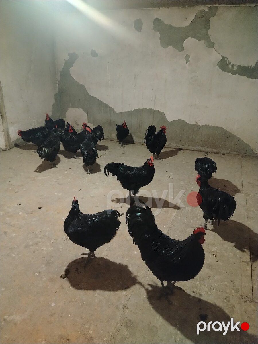 Avstralorp xoruzu — Quşlar, Bakı (5)