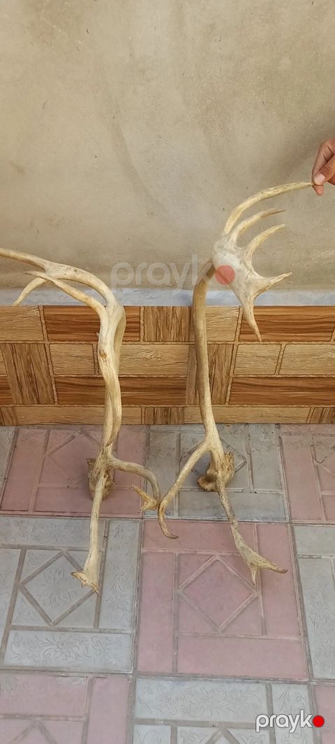 Məhsul: Təbii maral buynuzları (cüt) Təsvir:25 ildir bizdedir — Bakı