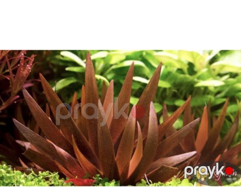 Akvarium bitkiləri — Bakı