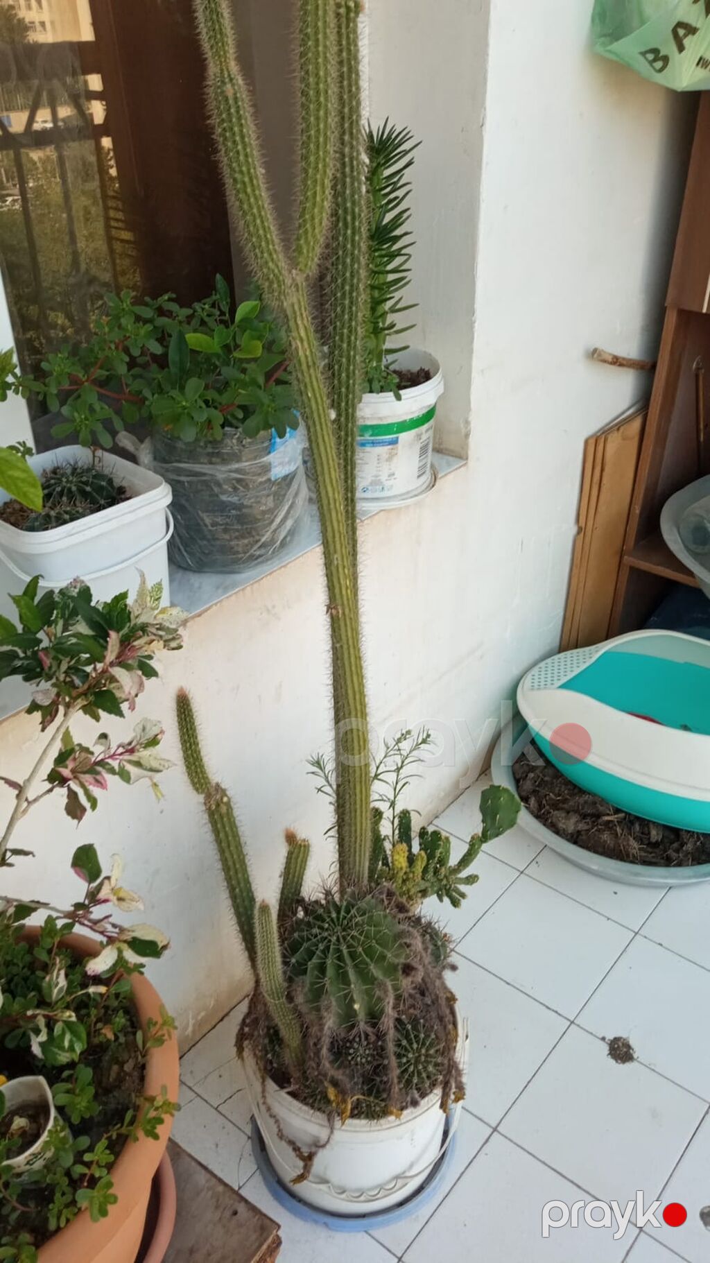 İki fərqli kaktus biryerdə satılır. Ağ çiçəkli kaktus (Echinopsis) — Qapı bitkələri, Digah (3)