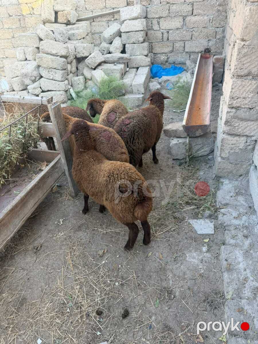 Quzular — Kənd təsərrüfatı heyvanları, Bakı (7)
