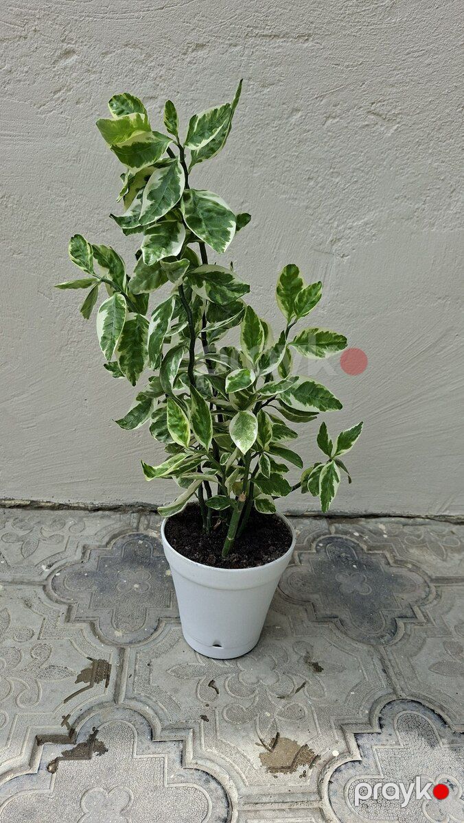 Otaq bitkiləri — Bitkilər, Bakı (6)