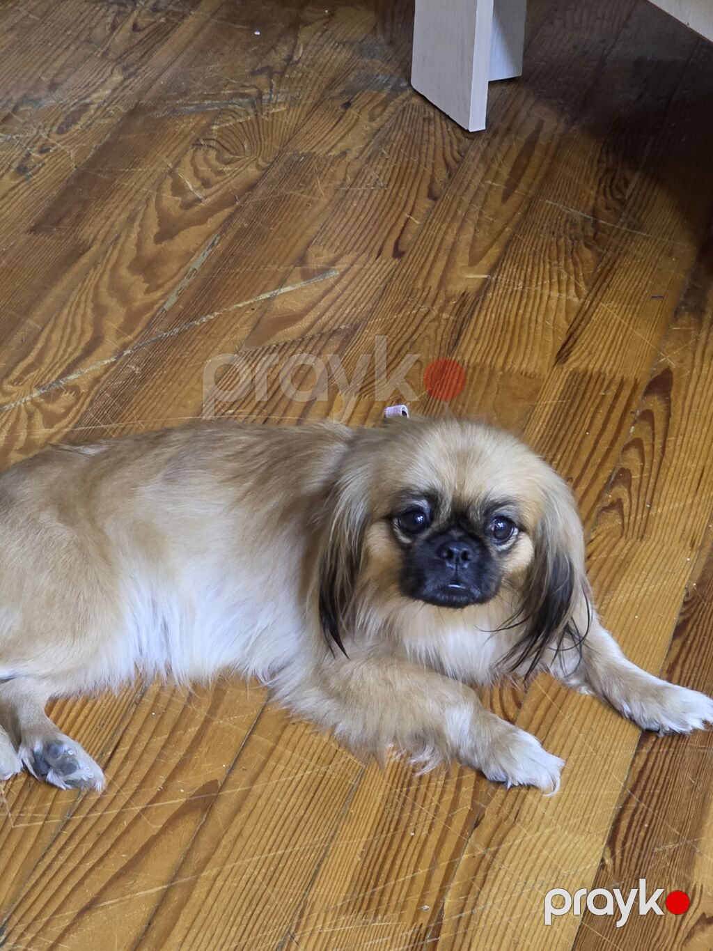 Pekines, 2 ay — Köpəklər, Bakı (2)